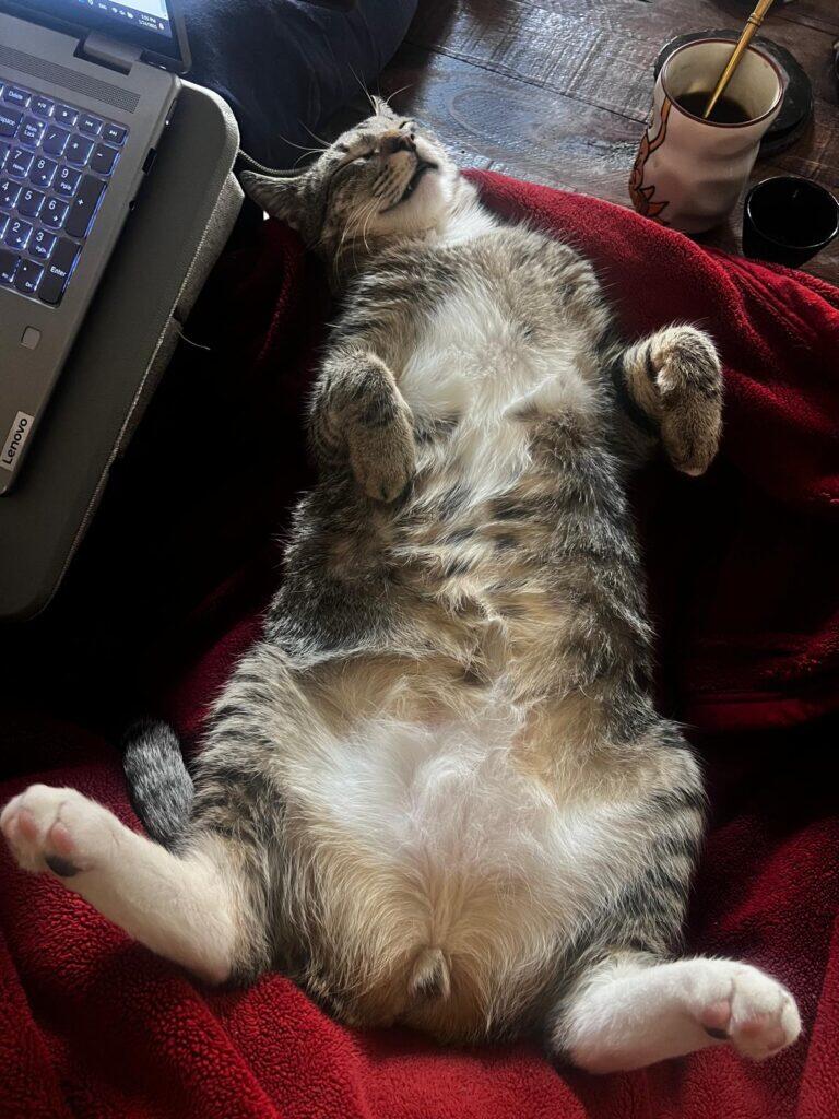 A cat laying on its back on the couch next to someone at the computer writing a blog.